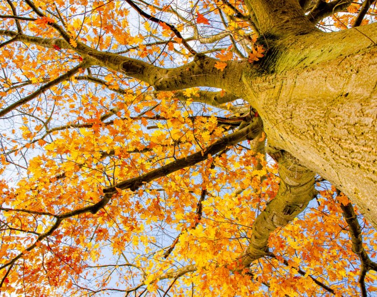 Foto, Herbstbaum aus der Bodenperspektive