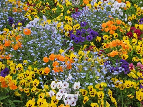 Foto einer bunten blühenden Blumenwiese